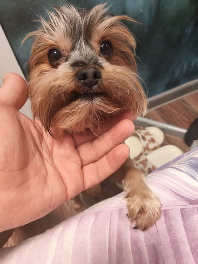 A close-up, waist-up shot shows a small Yorkshire Terrier being held in a person's hand, with its paw resting on a pink and purple striped blanket. The dog's head is tilted slightly to the left, and its dark eyes are looking directly at the camera. Its fur is a mix of brown, tan, and grey, with its hair sticking up on its head. The dog's mouth is slightly open, revealing its teeth. The person's hand is positioned under the dog's chin, supporting its head. In the background, a pair of slippers with a brown and white pattern are visible, along with what appears to be a wooden floor and a dark, out-of-focus background. The lighting suggests an indoor setting, possibly a living room or bedroom. The image does not contain any information related to the city of Массандровский поселковый совет, Ukraine.