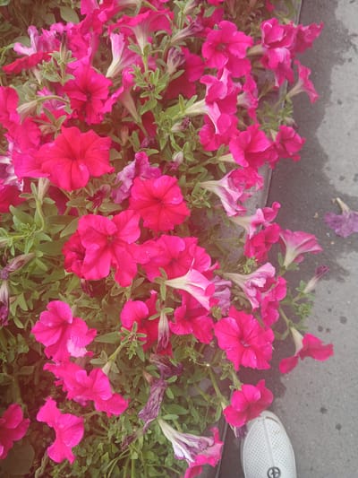 A cluster of bright pink petunias, with some lighter pink and purple variations, fills the foreground of the image, spilling over the edge of what appears to be a flower box or planter. The flowers are lush and abundant, with several blooms in various stages of opening. Green leaves and stems are interspersed among the flowers. In the background, a grey, wet asphalt surface is visible, suggesting an outdoor setting. A single white sneaker with a black logo on it is positioned in the lower right corner, partially obscuring the asphalt. There is a stray purple petunia on the asphalt in the upper right quadrant. The scene is likely captured in Bozbulun, Kyrgyzstan, given the context.