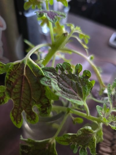 This image depicts a close-up, shallow depth-of-field view of a plant, located indoors within the city of Villa San Andrés, Argentina. The central subject is a herbaceous plant with multiple stems and leaves. The leaves are primarily green with prominent purple or dark reddish-brown variegation, particularly along the veins and centers, exhibiting lobed or serrated margins. Some leaves appear slightly curled or irregular. The plant stems are light green and slender, with fine hairs visible on some surfaces. The plant is contained within a clear, cylindrical vessel, possibly a glass, which is visible at the base of the plant. The background is significantly out of focus, showing indistinct shapes and varying shades of dark brown, black, and blurry lighter reflections, consistent with an indoor environment containing other objects and light sources. No individuals are visible.
