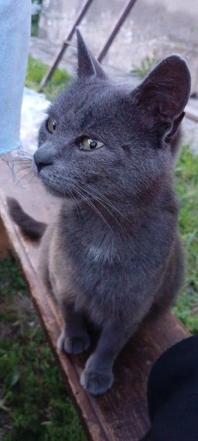 A grey cat with yellow eyes is sitting on a wooden bench outdoors. The cat is facing to the left, with its head slightly turned towards the camera. Its ears are pointed upwards, and its whiskers are spread out. The background is blurred, showing green grass and some wooden structures. A portion of a person's leg, clad in blue fabric, is visible on the left side of the image. Another person's dark clothing is visible on the lower right corner. The image is taken from a close-up perspective, focusing on the cat. The scene appears to be in a residential area.