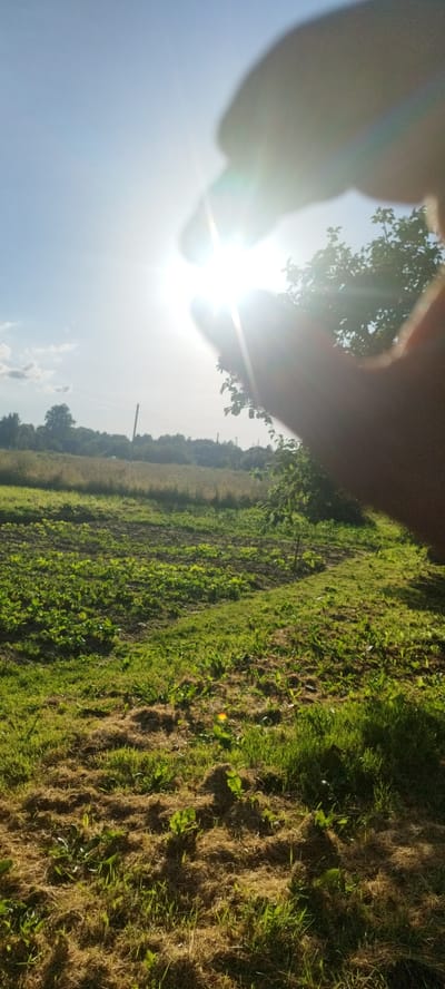 A hand partially obscures the bright sun in a clear, blue sky, creating lens flares and sunburst effects. The hand, out of focus, is in the foreground, casting a shadow. Below the sky and hand is a verdant, outdoor scene. A field of green grass, some of it mown and dried, stretches out. In the middle ground, there are rows of small green plants, likely a vegetable garden, interspersed with patches of earth. Further in the distance, a line of trees and vegetation forms a natural horizon. A single utility pole stands among the trees, suggesting a rural or semi-rural setting. The overall impression is a bright, sunny day, likely late morning or afternoon due to the sun's position and intensity. The scene evokes a sense of natural beauty and tranquility.