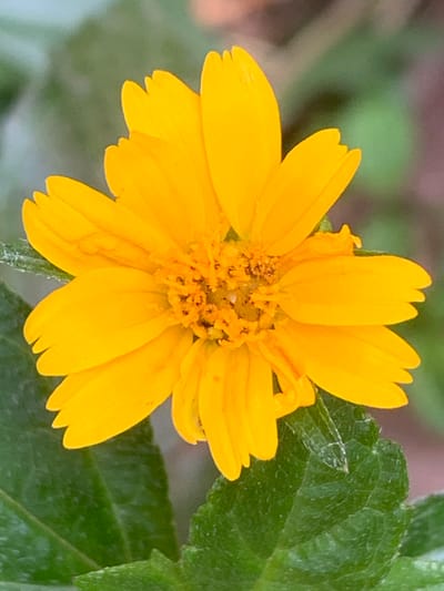 A close-up, eye-level shot captures a vibrant yellow daisy-like flower in full bloom, its petals fanned out. The flower's center is a cluster of tiny, textured florets. It rests amongst lush green leaves, some of which are slightly blurred in the foreground and background, creating a shallow depth of field. The lighting is bright, highlighting the rich yellow of the petals. The scene is natural, suggestive of a garden or outdoor setting, potentially within Chiang Rai City Municipality, Thailand, given the tropical flora often found in such regions. No people or specific landmarks are visible.