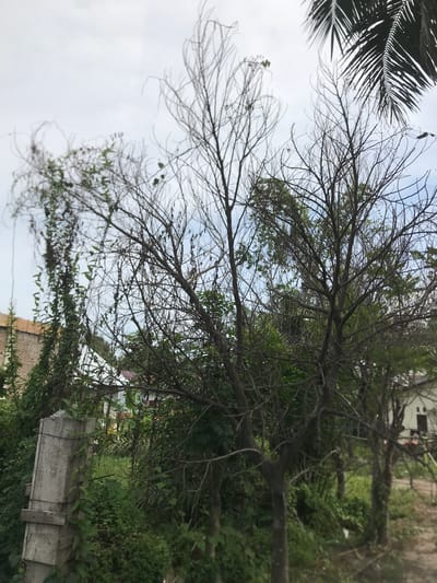 A partially defoliated tree with numerous bare branches occupies the center of the frame. The branches extend against a backdrop of a hazy, light blue sky. To the left, a fragment of a palm frond is visible. The environment appears to be a residential area in Matangkumbang, Indonesia. Concrete structures and greenery are visible in the lower portion of the image. One building is partially visible in the background.