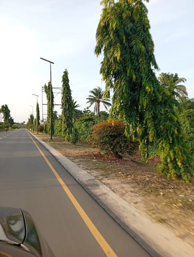 The image depicts a wide asphalt road, likely in Omagwa, Nigeria, viewed from the perspective of a vehicle in motion, with part of the dark-colored car visible in the bottom left. The road features a clear solid yellow line on its right side, defining the lane. To the right of the road, a concrete curb separates the asphalt from a roadside area. This roadside is characterized by dry soil and sparse vegetation, lined with numerous tall, slender, columnar trees, possibly Ashoka trees, which extend into the distance, forming an avenue. Modern streetlights with horizontal fixtures are regularly spaced along this tree-lined path. Beyond the primary line of trees, dense green bushes and several palm trees are visible, indicative of a tropical climate. The sky above is bright and a pale blue, suggesting clear weather during either the morning or late afternoon, with soft, diffused sunlight. In the far distance on the left side of the road, another small vehicle, possibly a motorcycle, can be faintly seen. The slight motion blur on the foreground elements suggests the photograph was taken while traveling. There is no visible text in the image.