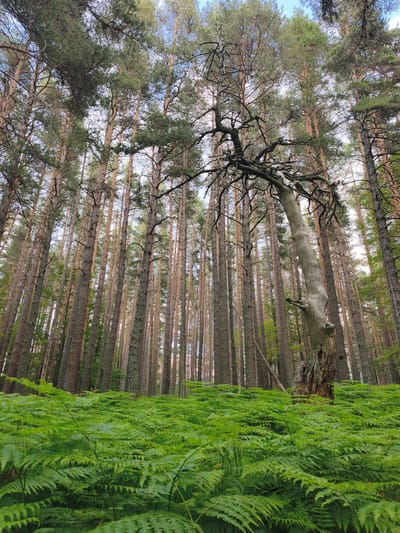 The image depicts a forest floor covered in lush green ferns. Towering pine trees with tall, slender trunks dominate the background, their branches reaching towards a bright, partially clouded sky. In the foreground, a distinctive, gnarled, dead tree stands prominently, its weathered trunk and skeletal branches adding a stark contrast to the vibrant greenery. The overall scene suggests a natural, wild environment within the city of Dedovo, Bulgaria, likely a park or forest area. No people or animals are visible in the image.