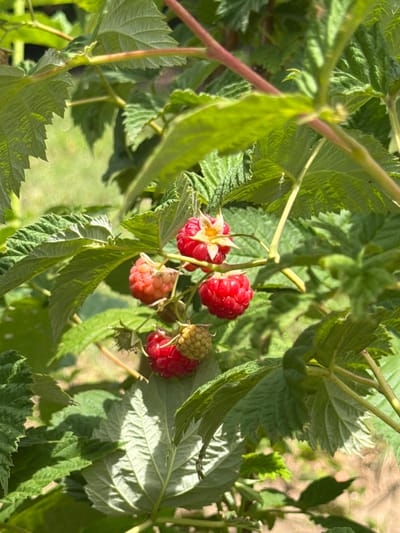 The image depicts a close-up view of a raspberry bush in Selanovtsi, Bulgaria. Several ripe raspberries, varying in shades of red and pink, are visible among lush green leaves. The berries are clustered on thin stems, and some appear to have small green sepals still attached. The leaves are serrated and textured, with some exhibiting a lighter, almost silvery underside due to the angle of the sunlight. The background is softly blurred, suggesting an outdoor setting with natural light, possibly a garden or field. The overall impression is one of natural growth and abundance.