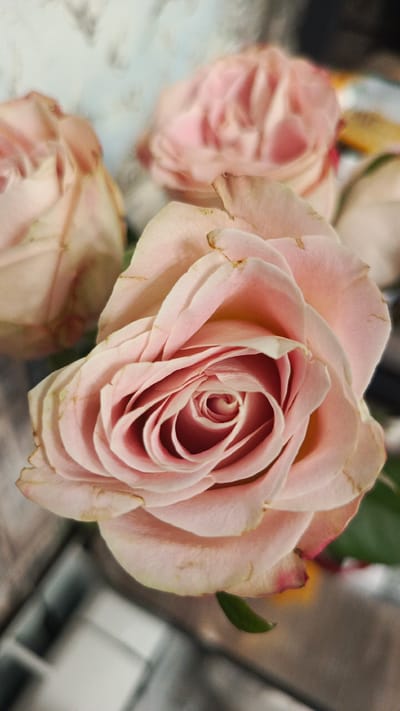 A close-up, overhead shot features a bouquet of pale pink roses against a blurred background. The rose in the foreground is in sharp focus, showcasing its delicate, layered petals and a tightly wound center. Other roses, less in focus, are visible behind it, their colors merging into soft blurs of pink. The lighting is soft, highlighting the subtle variations in petal color and texture. There are no people, actions, or interactions visible in the image. The scene is devoid of any specific location cues, and therefore cannot be placed in Zvenigorod, Russia, or any other geographical location.