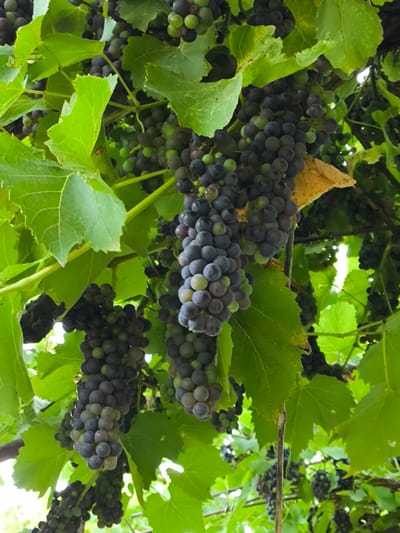 In Yuzhno-Sukhokumsk, Russia, a cluster of dark purple grapes hangs heavily from a vine amidst lush green leaves. The grapes are plump and spherical, with some showing hints of a lighter green hue, suggesting they are nearing ripeness. The vine is intertwined with branches, creating a dense canopy. Sunlight filters through the leaves, casting subtle shadows on the fruit. The image captures a close-up view of the grapes, emphasizing their texture and the natural beauty of the vineyard.