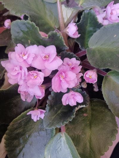 A close-up shot captures a cluster of delicate, light pink African violets with bright yellow centers. The flowers are surrounded by fuzzy, dark green leaves with serrated edges. Some leaves also have a lighter green or whitish edge. The background is dark, suggesting a dimly lit indoor environment. There are no people or animals visible. The image is a still life focused on the floral subject. The image does not provide any information about its location in Talin, Armenia.