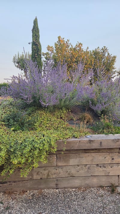 The image depicts an outdoor scene, likely in a garden or landscaped area. In the foreground, a wooden retaining wall constructed from horizontal planks is visible. Above the wall, a dense planting of bushy plants with numerous small purple flowers, possibly Russian sage, is prominent. Beneath these flowering plants, a ground cover of ivy with variegated green and yellow leaves spills over the edge of the wall. In the background, a tall, slender cypress tree stands to the left, while a deciduous tree with yellowish-orange foliage is positioned to the right. The sky above is clear and a pale blue, suggesting it might be late afternoon or early morning. The ground in front of the wall is covered with small, light-colored gravel. No people or specific actions are depicted. The location is stated to be in the city of Macé, France.