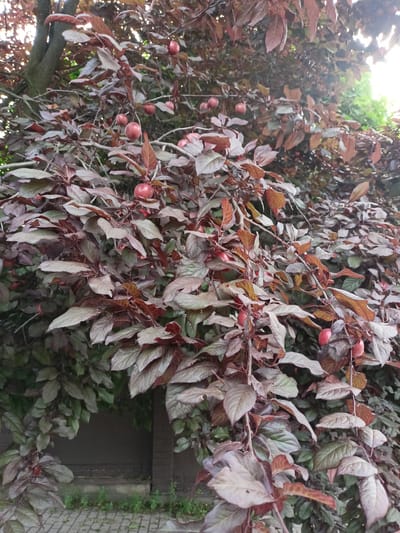 A deciduous tree with dark reddish-brown leaves and several small, round, red fruits is the primary subject of this image. The tree is situated outdoors, with a glimpse of a brick wall and paved ground in the lower portion of the frame, suggesting an urban or suburban setting. The lighting indicates it is daytime, possibly late afternoon, with sunlight filtering through the dense foliage. The scene appears to be located in Grudziądz, Poland, based on contextual information. No people are visible in the image.