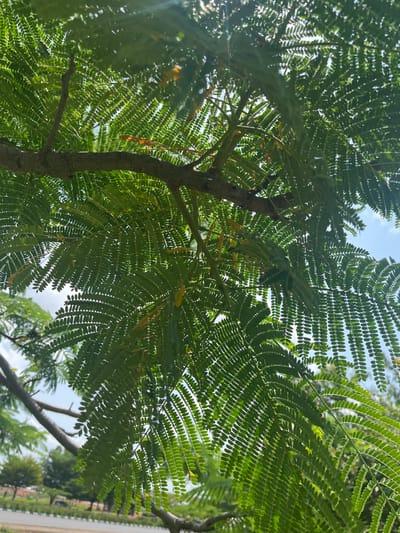 This is a close-up, low-angle shot looking up through the vibrant green, feathery leaves of a tree. The leaves are arranged in compound fronds, with numerous small, oval leaflets. Sunlight filters through the canopy, creating a dappled effect and highlighting the intricate patterns of the foliage. The sky above is a pale blue with some scattered clouds.
The trunk of the tree is visible on the right side of the frame, a rough, brown bark texture. In the distance, other trees and hints of a building or fence are visible, suggesting an outdoor, possibly urban or suburban, setting. The leaves are lush and healthy, indicating a warm season. There are a few small, dried seed pods hanging from the branches, a subtle detail.
The overall impression is one of natural beauty and tranquility, with the focus on the delicate structure of the leaves and the interplay of light and shadow. The image evokes a sense of being immersed in nature, looking up at the sky through the protective embrace of the tree. There is no visible text in the image.