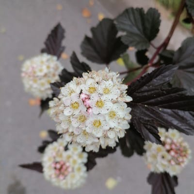 This is a close-up, top-down, slightly blurred photograph of a flowering shrub with dark leaves. The flowers are small, white, and clustered together in spherical or conical shapes. They have delicate petals and prominent yellow stamens with black anthers. Some of the flower buds are a pale pink color. The leaves are a deep burgundy or nearly black color, with a lobed and toothed appearance. The background is a dull gray, likely a paved surface like concrete or asphalt, with a few out-of-focus yellowish-orange spots that could be fallen leaves or reflections. The setting appears to be outdoors, possibly in a park or garden area within the city of Trubacheyevka, Russia. There are no people or animals visible in the image. The overall impression is one of natural beauty, highlighting the textures and colors of the plant.