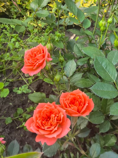 This media file captures a close-up view of vibrant orange roses in a garden setting. The focus is on three fully bloomed roses, with intricate petal formations in shades of coral and apricot. Several unopened rosebuds, a lighter green, are interspersed among the foliage, suggesting the garden is in full bloom.

The background consists of lush green rose leaves, some with a slightly serrated edge. Small, delicate green plants and some darker soil are visible at the bottom and to the left of the frame, providing context for the garden bed. In the upper right background, a hint of variegated yellow and green foliage suggests other plants are present.

The lighting suggests a bright day, possibly late morning or afternoon, with soft shadows indicating diffused sunlight. There are no people or specific man-made objects visible, emphasizing the natural beauty of the roses and their surroundings. The overall impression is one of peacefulness and natural vibrancy. There is no visible text in the image. The location context provided is Kobryn, Belarus.