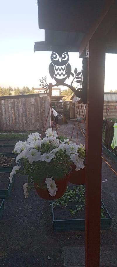 A close-up shot focuses on a dark metal silhouette of an owl perched on a tree branch, attached to a wooden beam in what appears to be an outdoor setting. Below the owl, a hanging basket overflows with a profusion of white petunias, their petals tinged with pink. The basket is suspended by ropes, and another similar basket is partially visible to the right.
The background reveals a rustic scene with a weathered wooden fence running horizontally. Beyond the fence, there are hints of buildings and trees, suggesting a rural or suburban environment. The ground is dark and somewhat uneven, with visible garden beds outlined in green. Some small green plants are growing in these beds.
To the right of the hanging petunias, a dark wooden pole is prominent, possibly part of a pergola or outdoor structure. Further to the right, laundry is visible hanging on a line, with a bright green garment in focus. The lighting suggests it is either early morning or late afternoon, with soft sunlight casting diffused shadows. The overall atmosphere is peaceful and domestic, likely depicting a garden or backyard. No visible text is present in the image. The location context of Petukhovo, Russia, further reinforces the impression of a dacha or country home garden.