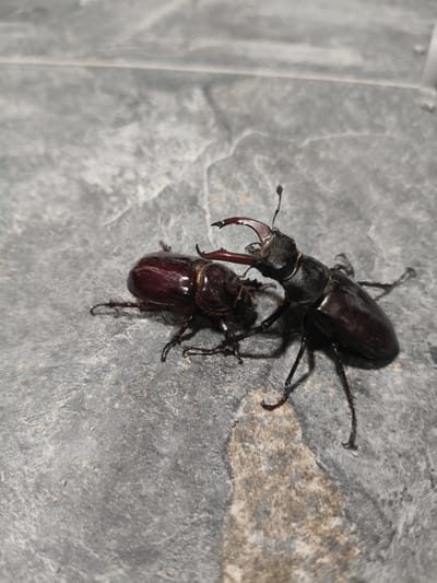 Two stag beetles are positioned on a grey, textured surface, possibly paving stones. The beetle on the right is larger, with prominent, dark red mandibles, and appears to be in the process of interacting with the beetle on the left. The beetle on the left is smaller and darker, with its head turned towards the larger beetle. The lighting suggests an outdoor environment, with a strong light source casting shadows. No people or other animals are visible. The scene does not provide any specific indicators of its location within the city of Grinăuți, Moldova.
