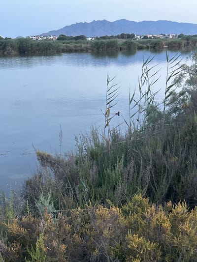 The image shows a serene natural landscape. In the foreground, dense, dry vegetation in shades of brown, yellow, and green lines the edge of a body of calm, pale blue water. Tall, thin reeds with pointed tips sway in the breeze, their stalks obscuring parts of the background. In the middle ground, the tranquil water reflects the soft, muted colors of the sky. A small duck with dark plumage is visible swimming on the water's surface. Across the water, a line of green trees and shrubs forms a natural boundary, beyond which a modern development with white buildings is visible. In the far background, a range of hazy, blue mountains rises against a pale, overcast sky. The overall impression is one of peaceful natural beauty. The scene is likely located near the coast of Vera, Spain, given the characteristic vegetation and coastal mountain range visible in the distance.