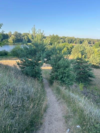 The image shows a dirt path winding through a grassy embankment towards a body of water lined with trees. The sky is clear and blue. There are three pine trees of varying sizes along the path, with two of them framing the path as it descends. The environment appears to be a park or natural area. There are no people or animals visible in the image.