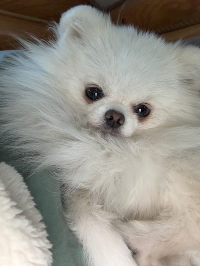 A close-up, eye-level photograph shows a fluffy white Pomeranian dog lying down indoors. The dog's head is tilted slightly, and its dark eyes are looking directly at the camera. Its nose is a dark brown, and its fur is long and white, obscuring most of its body. The dog is resting on a light blue surface, possibly a blanket or cushion, and a soft white blanket is visible in the lower left corner. In the background, out of focus, are brown wooden surfaces, possibly furniture or paneling. The scene appears to be within a residential setting in the city of Vyshnyakovo, Russia.
