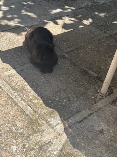 A black cat is curled up in the shade cast by foliage on a gray concrete surface. A white pipe runs along the top of the frame. The location is Novo Zhelezare, Bulgaria.