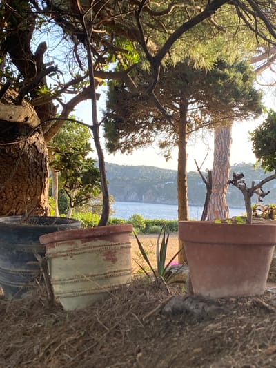 The image depicts a view from what appears to be a garden or natural area overlooking the Mediterranean Sea near Calella De Palafrugell, Spain.
Foreground: Two large terracotta pots are visible. One is primarily brown in color and oriented upside down. The other is positioned in a similar manner but is lighter, possibly cream-colored, with red detailing. The pots are partially surrounded by dry vegetation, possibly straw or dead leaves. Behind the pots are tires.
Midground: There are trees and bushes. The view opens to reveal the Mediterranean Sea, with a mountainous or hilly coastline in the distance.
Background: The scene is set in Calella De Palafrugell, Spain.