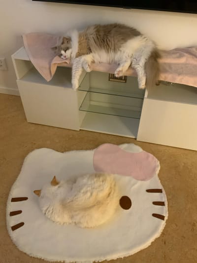 A fluffy, cream-colored cat is sleeping on a white Hello Kitty-shaped rug on a wood-grain floor. The rug has brown whiskers and a pink bow. Another cat, larger and with cream and grey fur, is sleeping on top of a white cabinet. This cabinet has glass shelves. A pink towel is draped over the edge of the cabinet. The scene is indoors.