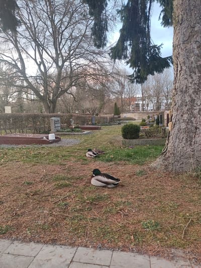 The scene depicts a cemetery in Bayreuth, Germany. The foreground shows a grey paved walkway transitioning into ground covered by dry, brown leaves, twigs, and patches of sparse green grass. Three mallard ducks are resting on this ground. One drake, with a green head and white neck ring, is positioned in the lower-right foreground. Two additional mallards, one drake and one hen, are situated further back and slightly to the left, both resting on the ground.
The mid-ground contains multiple grave plots with various monuments. These include dark red granite slabs, upright grey stone headstones, and smaller, darker markers. Several plots are bordered by low, manicured hedges, while others feature small evergreen bushes and floral displays. On one grave plot in the left-center, a small white ceramic figurine and a white cylindrical object are visible.
The background consists of numerous bare deciduous trees, indicating a season of late autumn or early spring. A large, textured tree trunk occupies the right side of the image, partially obscuring dense, dark green conifer branches that droop downwards. Beyond the cemetery grounds, above a retaining wall, residential buildings with light-colored facades and red roofs are visible under a partly cloudy sky.