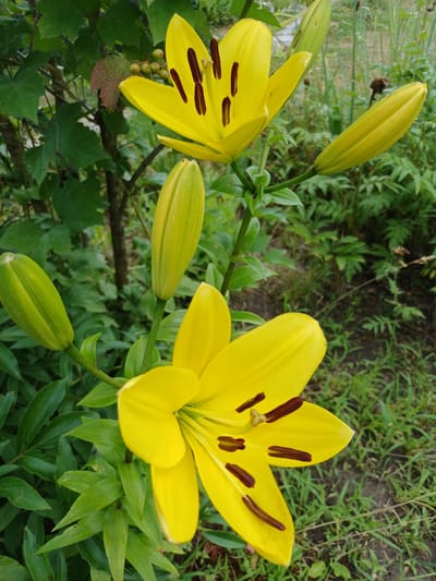 In a garden in Sulymivka, Ukraine, two bright yellow lilies are in bloom. One lily is fully open, displaying its dark brown stamen and pistil, while another lily is partially open. Several lily buds, still closed, are also visible, some with green hues. The lilies are surrounded by lush green foliage, and in the background, out-of-focus greenery and dried plant matter can be seen.
