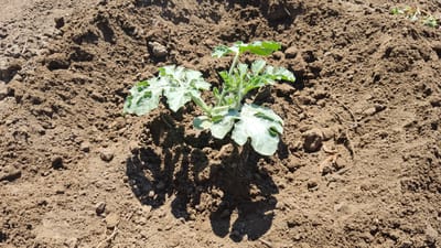 A young watermelon plant is centrally located in the frame, growing in dry, brown soil. The plant has several large, lobed leaves with a slightly fuzzy texture and a vibrant green color. The stem is thick and fuzzy, supporting new growth at the top. The soil is dry and appears to be recently tilled, with visible clumps and small stones. Shadows cast by the plant indicate it is a sunny day, likely mid-morning or afternoon. The scene is one of agriculture in a rural setting, possibly a garden or field. There is no visible text in the image.