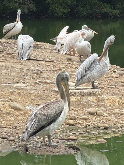 This image depicts a group of pelicans on a rocky shore next to a body of water. The pelicans are predominantly light gray with some darker gray markings on their wings and backs. Several pelicans are standing, while others are hunched over or have their heads tucked. One pelican in the foreground is facing left, with its long beak pointed downwards. In the background, a dense line of green trees borders the water. The water itself is a murky green, reflecting the trees and some of the pelicans. The ground is covered in small to medium-sized stones and gravel. The scene appears to be an outdoor aviary or natural habitat for these birds. This environment is consistent with the naturalistic enclosures found at the Parc des Oiseaux in Villars-les-Dombes, France, which is a renowned bird park.
