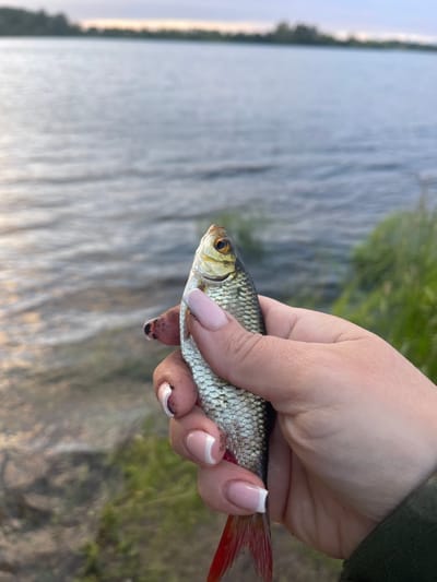 A close-up, eye-level shot shows a hand holding a small, silvery fish with a red tail in front of a body of water. The water has ripples and is a muted blue-gray color. In the background, there is a blurry treeline under a hazy, pale sky. The hand has light skin and light pink French manicured nails. The fish is positioned vertically, with its head facing upwards. The background suggests an outdoor, possibly natural, setting, consistent with the city of Ozerki, Russia, which is known for its bodies of water.