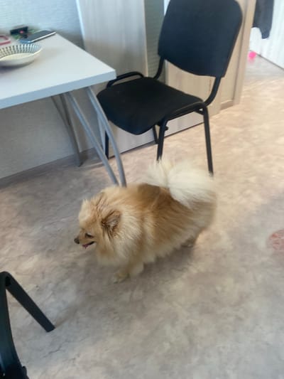 A Pomeranian dog with fluffy light brown and white fur is standing on a beige linoleum floor in what appears to be an indoor room, possibly a kitchen or dining area. The dog is facing to the left with its tongue slightly out. In the background, a black office chair is visible, along with a portion of a light-colored wall. To the left, a white table with thin metal legs is partially in frame, and a white bowl with a black pattern rests on its surface. A phone and other small items are also on the table. The lighting suggests it is daytime. The image is not clear enough to determine the exact location in Kazan, Russia.