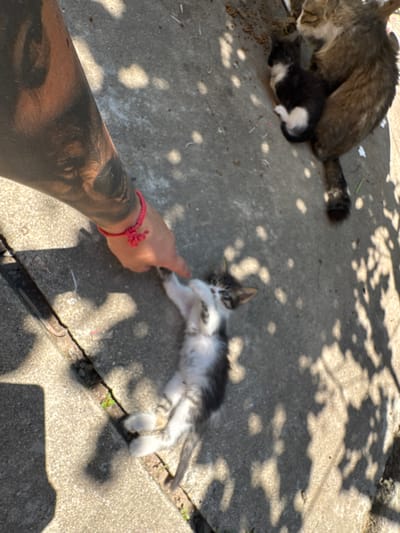 In a sun-dappled outdoor setting, likely on a concrete surface in Lesnovo, Bulgaria, a person's tattooed arm and hand are visible, adorned with a pink bracelet. The hand is reaching out, lightly touching a small, black and white kitten lying on its back. The kitten appears to be playfully reacting to the touch. Nearby, a larger, brown and white cat is also present, seemingly resting or observing. The environment shows signs of neglect, with scattered debris suggesting a less-than-pristine location. The overall scene captures a moment of interaction between a human and cats in an urban or semi-urban outdoor space.