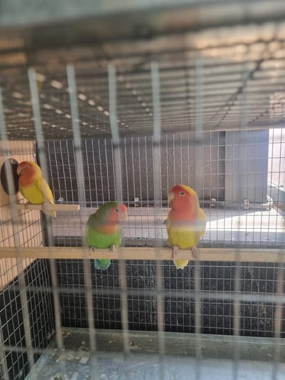 This image shows three lovebirds inside a cage. The cage has a wire mesh construction and a wooden perch in the center. One bird is perched on the wooden dowel, facing the camera with its head tilted down. It is mostly yellow with an orange head and neck. Another bird is perched higher up on the dowel, facing away from the camera. It is mostly green with an orange and pink face. The third bird is at the top of the cage, facing the camera. It is mostly yellow with an orange head and neck, and it is looking down at the bird below. The background of the cage appears to be a dark, textured wall. The lighting suggests it might be daytime, with natural light illuminating the scene. The overall impression is of a close-up view of the birds within their enclosure.