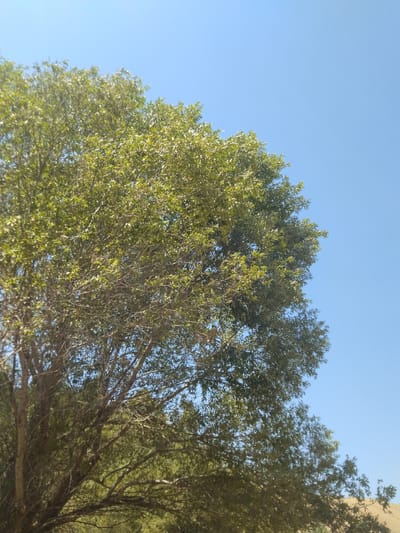 The image shows a close-up view of the upper canopy of a tree with dense green foliage, set against a clear, pale blue sky. The tree branches are visible through the leaves, appearing as a network of brown and grey lines. The overall impression is of a bright, sunny day with a focus on the textures and colors of the tree and the sky. The location is specified as Ak-Took, Kyrgyzstan, suggesting an outdoor, possibly rural or natural setting. No people or specific actions are depicted.
