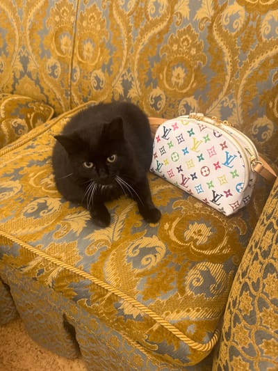 The image shows a black cat lying on a richly patterned sofa. The sofa fabric is a blend of gold and blue, with an intricate damask-like design. To the upper right of the cat is a small, white coin purse with the Louis Vuitton monogram pattern in various colors, including red, blue, yellow, green, and pink. The cat is looking directly at the camera with wide, green eyes, and its white whiskers are prominent against its dark fur. The overall impression is one of luxury and comfort, with the cat appearing relaxed and curious. The lighting suggests it could be daytime indoors. There is no visible text in the image. The location context provided is Gorki-2, Russia.