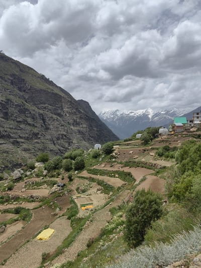A panoramic view captures a mountainous landscape in the Himalayas, likely in India, under a cloudy sky. Terraced fields, some planted with young crops and others covered with yellow tarps, descend the steep slopes of a large, rocky mountain to the left. In the middle ground, more terraced fields are visible, interspersed with small trees and shrubs. Several dome-shaped greenhouses are scattered among the fields. On the right, a small village or settlement is nestled on the hillside, with buildings featuring green and brown roofs. Snow-capped mountains form a dramatic backdrop in the distance. The overall scene depicts a rural, agricultural community in a high-altitude environment.