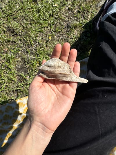 The image captures a close-up view of a person's hand holding a distinctive piece of natural material, possibly driftwood, petrified wood, or a large shell fragment, outdoors in Слизнево, Russia. The object is light-colored, featuring a textured, layered surface with visible grooves and a somewhat pointed, tapered end. It is held firmly in the center of the person's open palm.
The hand itself is light-skinned, with visible creases and knuckles. Portions of the person's attire are visible, including dark, possibly black, fabric in the upper and right areas, which appears to be trousers or another garment. In the lower right corner, a patterned yellow and white fabric, perhaps a blanket or towel, is visible, partially obscured by shadows.
The setting is an outdoor, natural environment, characterized by patches of green grass, interspersed with visible dark soil and small stones on the ground. Bright sunlight illuminates the scene, casting clear, defined shadows from the hand and the object onto the grass, and from the person onto the yellow fabric. This suggests it is daytime under clear, sunny skies. The image depicts the simple act of holding and presenting this intriguing natural find. No text is visible in the media.