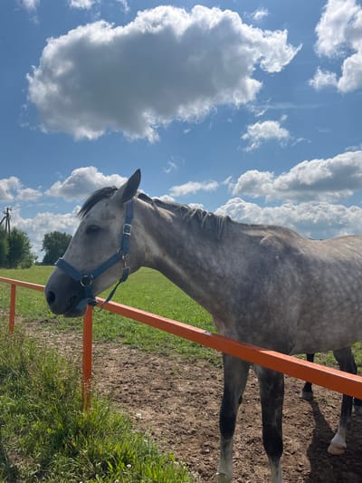 A dappled grey horse with a blue halter stands in a fenced enclosure under a partly cloudy sky. The horse is facing left, with its head lowered slightly. The enclosure has a dirt ground with patches of green grass and wildflowers. An orange metal fence runs horizontally across the middle of the image. In the background, there is a green field, trees, and a utility pole. The sky is blue with large, fluffy white clouds. The image appears to be taken outdoors in a rural setting, likely the city of Akhlebaikha (Kovriginskii S/S), Russia, given the provided location information.
