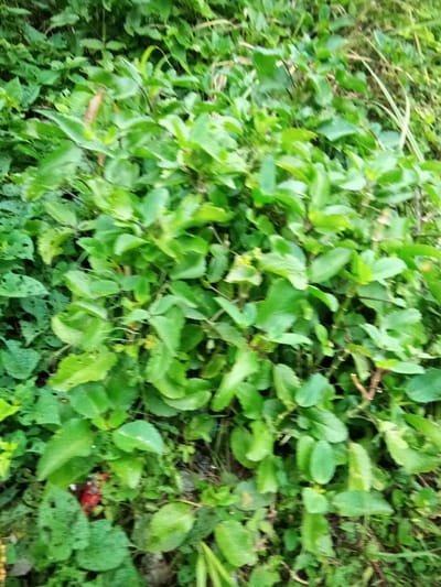 The image depicts a dense growth of green foliage in an outdoor environment, likely a natural setting within the city of Nanka, Nigeria. The vegetation is lush and appears to be a mix of various plants, with broad leaves and some thinner, grass-like blades. The overall impression is one of a natural, somewhat unkempt area. There is a small object with red coloring partially visible amongst the leaves in the lower left quadrant of the image. The focus of the image is the vegetation itself, with no clear human presence or prominent man-made structures visible.
