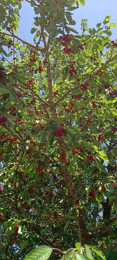 This media file is a low-angle shot looking up into the canopy of a cherry tree, laden with ripe, red cherries. The branches of the tree, rough and textured with bark, crisscross the frame. Lush green leaves, some catching the sunlight, create a dappled effect, partially obscuring the fruit. The sky is a clear, bright blue, suggesting a sunny day. The abundance of cherries indicates a bountiful harvest season, likely in late spring or summer. The image evokes a feeling of natural abundance and the simple beauty of a fruit-bearing tree. The location context provided is Vilseck, Germany. There is no visible text in the image.