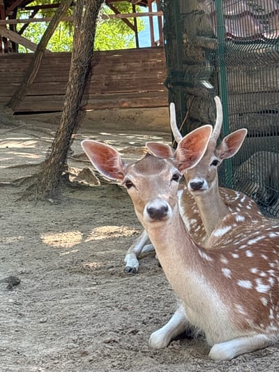 Two deer, one in the foreground and another slightly behind and to the right, are resting on sandy ground. The deer in the foreground is facing the camera, with large ears and a spotted coat. The deer behind it is partially obscured, but its head is visible, also looking towards the camera. In the background, there is a wooden structure with a thatched roof, a tree trunk wrapped in wire mesh, and a green metal fence. The environment appears to be an outdoor enclosure, possibly a zoo or wildlife park, in Dabnitsa, Bulgaria.