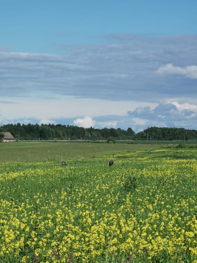 The image depicts a rural landscape in Anglininkai, Lithuania, under a partly cloudy sky. The upper third of the frame shows a light blue sky transitioning into horizontal bands of greyish-white stratocumulus clouds. Towards the right, more defined white cumulus clouds are visible against a slightly darker blue background, indicating a dynamic cloud cover.
The midground features a vast, verdant field predominantly covered with blooming yellow flowers, characteristic of a crop such as rapeseed or mustard, interspersed with green foliage. In the lower left-midground, a large, adult Common Crane (Grus grus) stands upright, its plumage primarily grey with darker markings on its head and upper neck, facing towards the right. A second, similarly proportioned grey crane is visible further back and to the right within the field, partially obscured by the vegetation.
The background consists of a dense, dark green treeline, suggesting a forest, which stretches horizontally across the entire width of the image. To the far left, partially visible through the trees, is a rustic wooden structure with a prominent dark, sloped roof, possibly an old barn or agricultural building. Several vertical utility poles are sparsely distributed above the treeline in the mid-right background. The foreground reiterates the field of yellow flowers and green plants, with some dry stalks visible at the very bottom edge of the frame. The scene is brightly illuminated by natural daylight. No human presence or activity is observed.