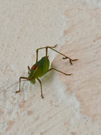 A green grasshopper with brown markings on its head and thorax is clinging to a textured, off-white wall. The grasshopper is oriented with its head facing downwards and to the left. Its long, slender legs are extended, with some appearing to grip the wall surface. The insect's body is elongated, and its wings are folded along its back. The wall has an uneven texture with subtle pinkish-brown discolorations. The image is a close-up shot, focusing solely on the grasshopper and its immediate surroundings on the wall.