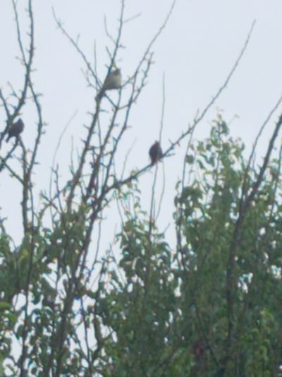 The image shows three birds perched on bare branches of trees against a light gray sky. One bird, darker and smaller, is on the left side, facing right. To its right and slightly higher, another bird, lighter in color with a visible crest, is perched, facing left. Further to the right, a third bird, also appearing darker, is perched on a thinner branch, facing left. The trees have a sparse arrangement of branches, suggesting it might be winter or early spring. The background is a uniform, overcast sky. There is no indication of the specific location within Тумілавіцкі сельскі Савет, Belarus.