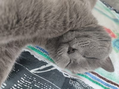 The image shows a close-up, overhead shot of a sleeping grey cat on a striped fabric surface. The cat's face is partially obscured as it's turned to the side, with its nose and mouth visible. The fur of the cat is soft and appears to be short. The fabric beneath the cat features horizontal stripes of white, green, blue, and brown. The background fabric is darker with a white pattern. The scene is indoor, with no visible signs of the specific city location of Денисово, Russia.