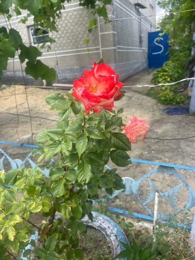 This image shows a close-up view of two roses in bloom, with one red and white rose prominently featured in the foreground and a lighter pink rose behind it. The roses are set against a backdrop of a stone pathway and a grey building with white trim. A blue sign with a white "S" is visible on the building. To the right, a blue metal fence with a decorative pattern is present, along with green foliage and some dried grass. The scene suggests an outdoor setting, likely a garden or courtyard, possibly in a residential area. The lighting and the presence of blooming roses imply a daytime scene, likely during warmer months. The image is oriented sideways, with the sky appearing at the bottom. No people are visible in the image.