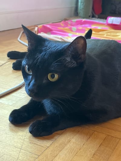 A close-up shot captures a sleek black cat resting on a light wooden floor. The cat is positioned in the foreground, with its body facing towards the right side of the frame, while its head is turned to look directly at the camera. Its luminous, light-colored eyes are wide open and attentive. The cat's ears are pointed upwards, and its whiskers are prominent. The background features a colorful blanket or mat with pink and yellow hues, possibly indicating an indoor setting within L'Haÿ-les-Roses, France. A white cable snakes across the floor in the lower left quadrant of the image, near the cat's front paws. The lighting appears to be natural, coming from an unseen source to the right.