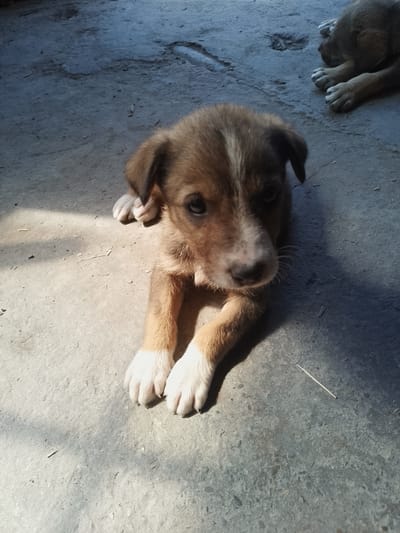 In Nicorești, Romania, a young, light brown puppy with white markings on its chest and paws lies on a concrete surface. The puppy is positioned in the center of the frame, facing the viewer with its head slightly tilted. Its eyes are dark and attentive, and its ears are floppy. The concrete ground is uneven and shows signs of wear and tear, with scattered debris and shadows cast by an unseen light source, possibly sunlight. Another puppy, partially visible in the upper right corner, is also lying down. The overall scene is simple and natural, capturing a moment of rest for the young animals in an outdoor environment.