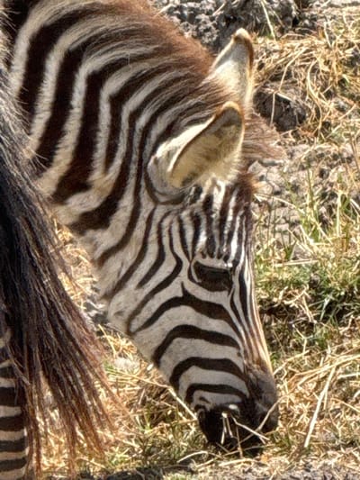 A zebra is depicted in a close-up, downward-angled shot, grazing on dry ground in Mti Mmoja, Tanzania. The animal's head is lowered, with its muzzle positioned within sparse, light brown and green dried grass. Distinct black and white stripes cover its fur, visible on its head, neck, and upper body. Its right ear is prominent and partially erect, while the right eye is open and visible. A section of its dark, coarse tail is present on the left side of the frame. The immediate environment consists of dry grass and dark, exposed soil patches, illuminated by direct sunlight.